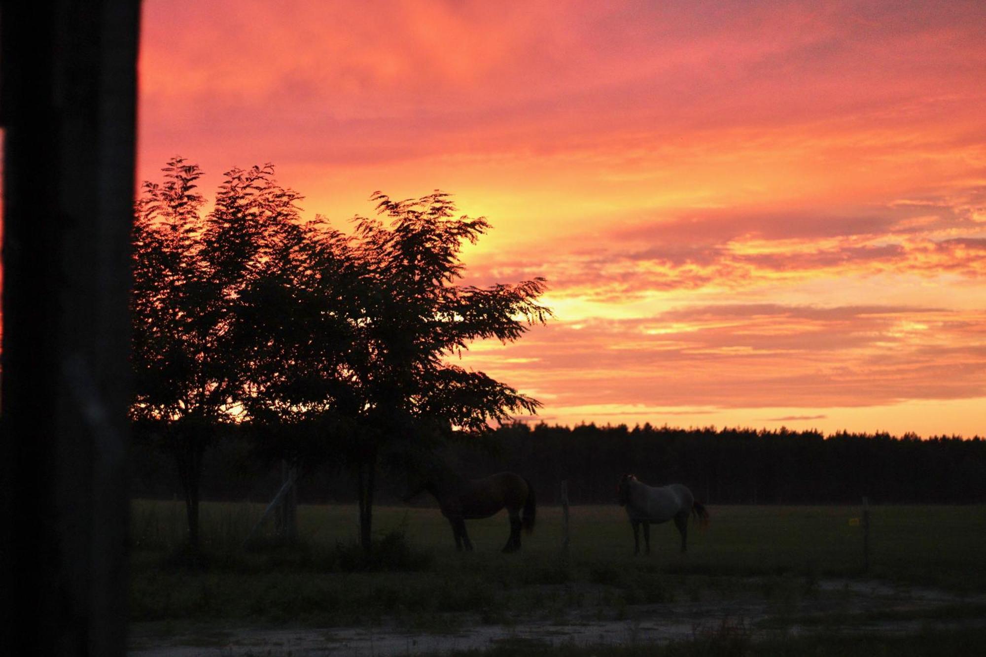 Mimi's Farmstay Niekursko Dış mekan fotoğraf